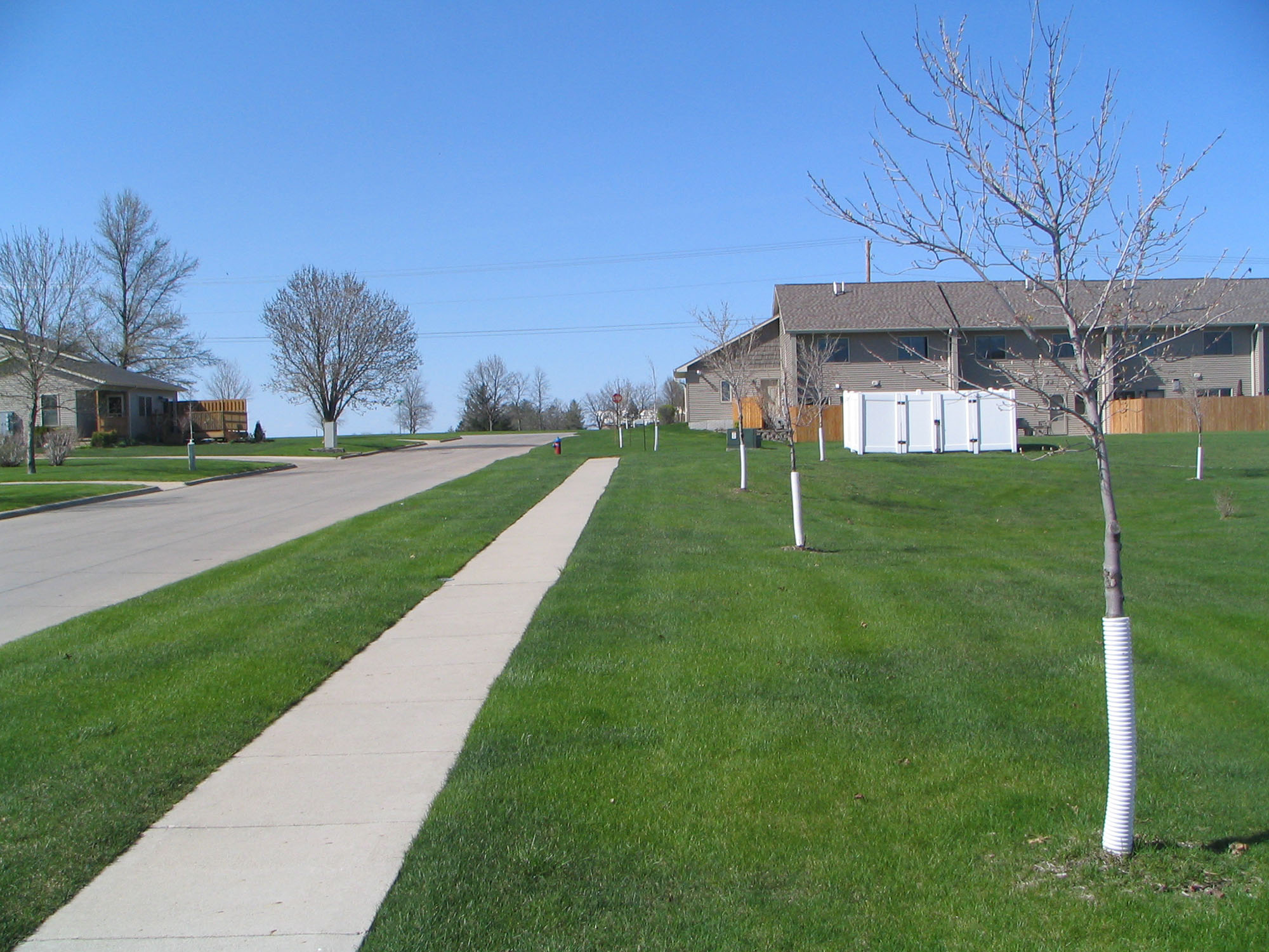 Lawn with young trees, sidewalk, and houses in the background