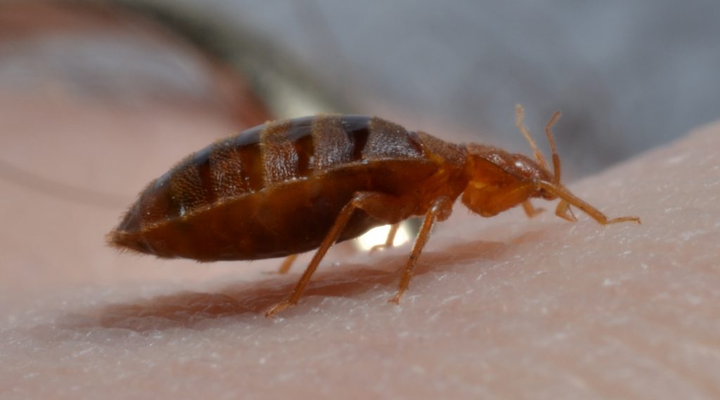 Closeup of a bed bug
