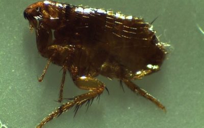 How to Prevent and Treat Flea Infestations