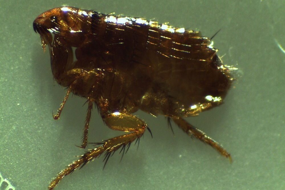 A closeup of a flea