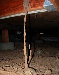 termite-mud-tubes