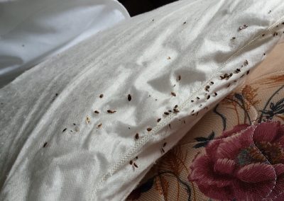 A cluster of bed bugs on a mattress sheet