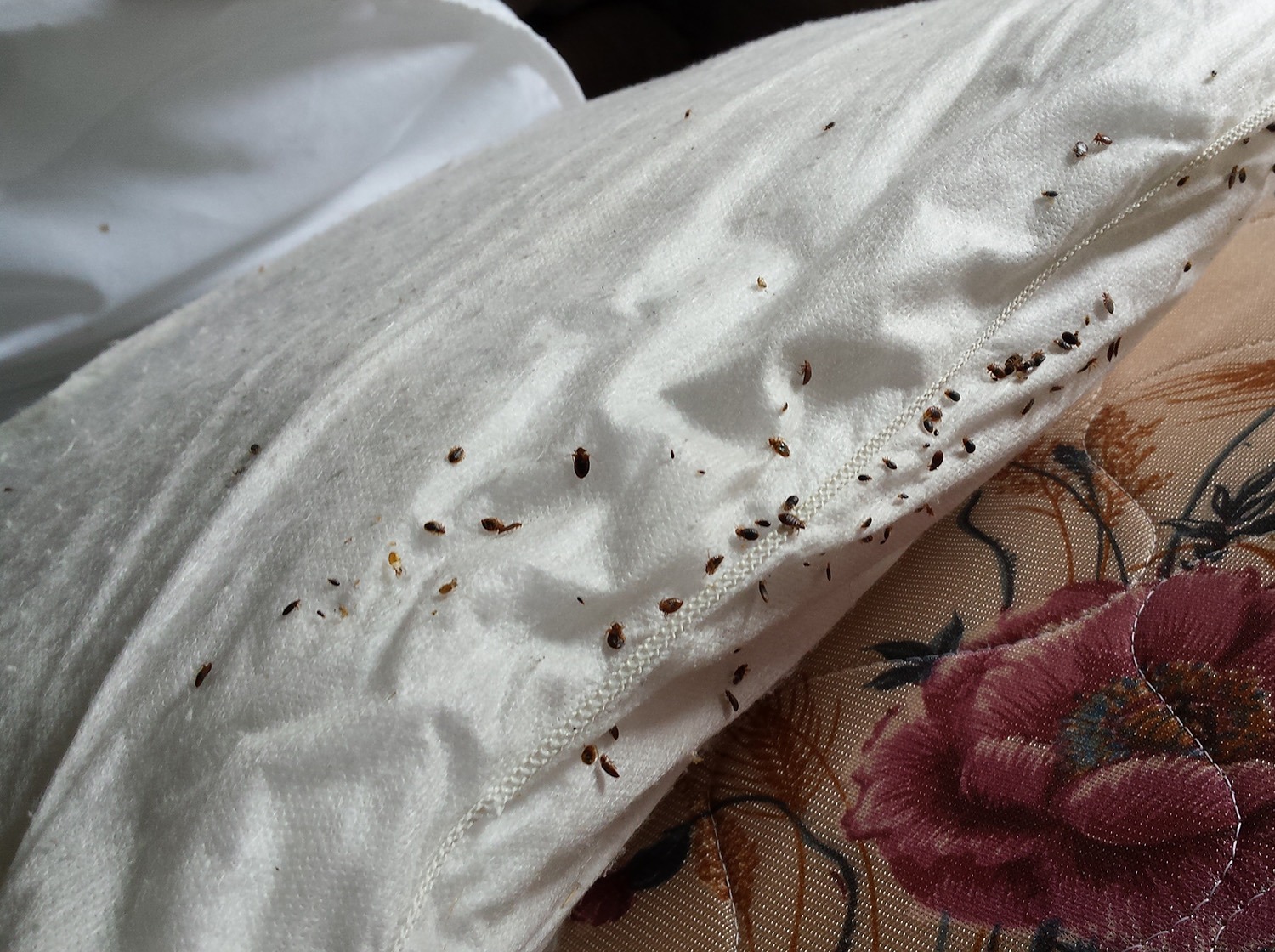 what do sheets look like with bed bugs