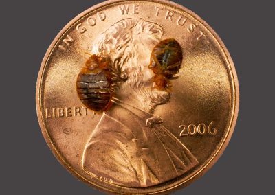 Two bed bugs on a penny