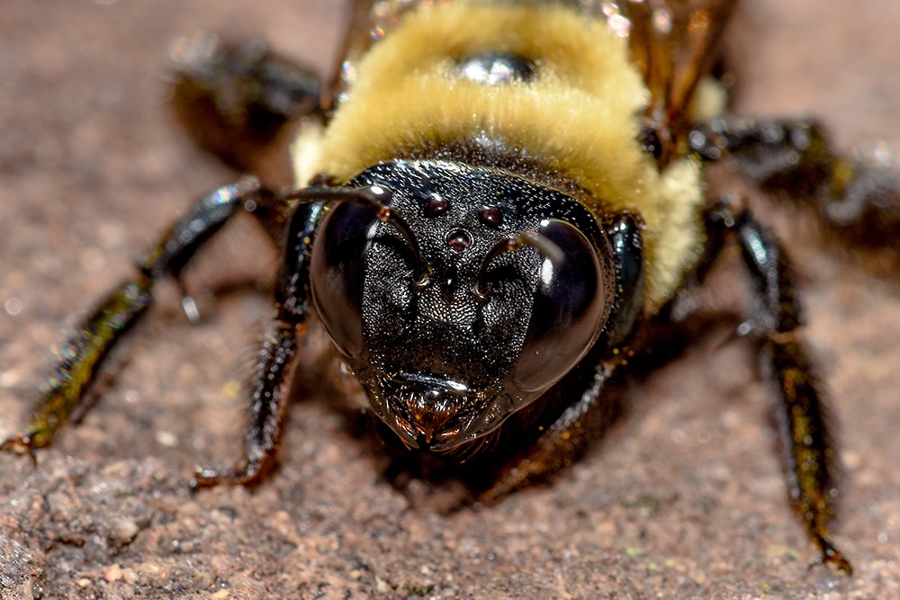 Closeup of a carpenter bee