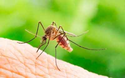 Tips for Mosquito Control