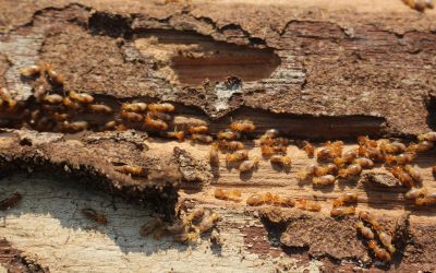 Preparing for Termite Season