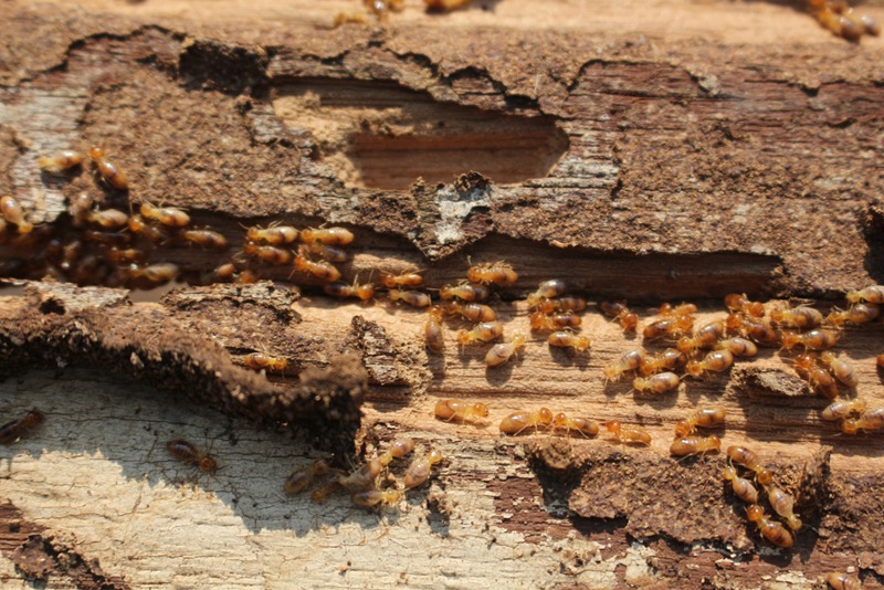 A cluster of termites on a wooden board