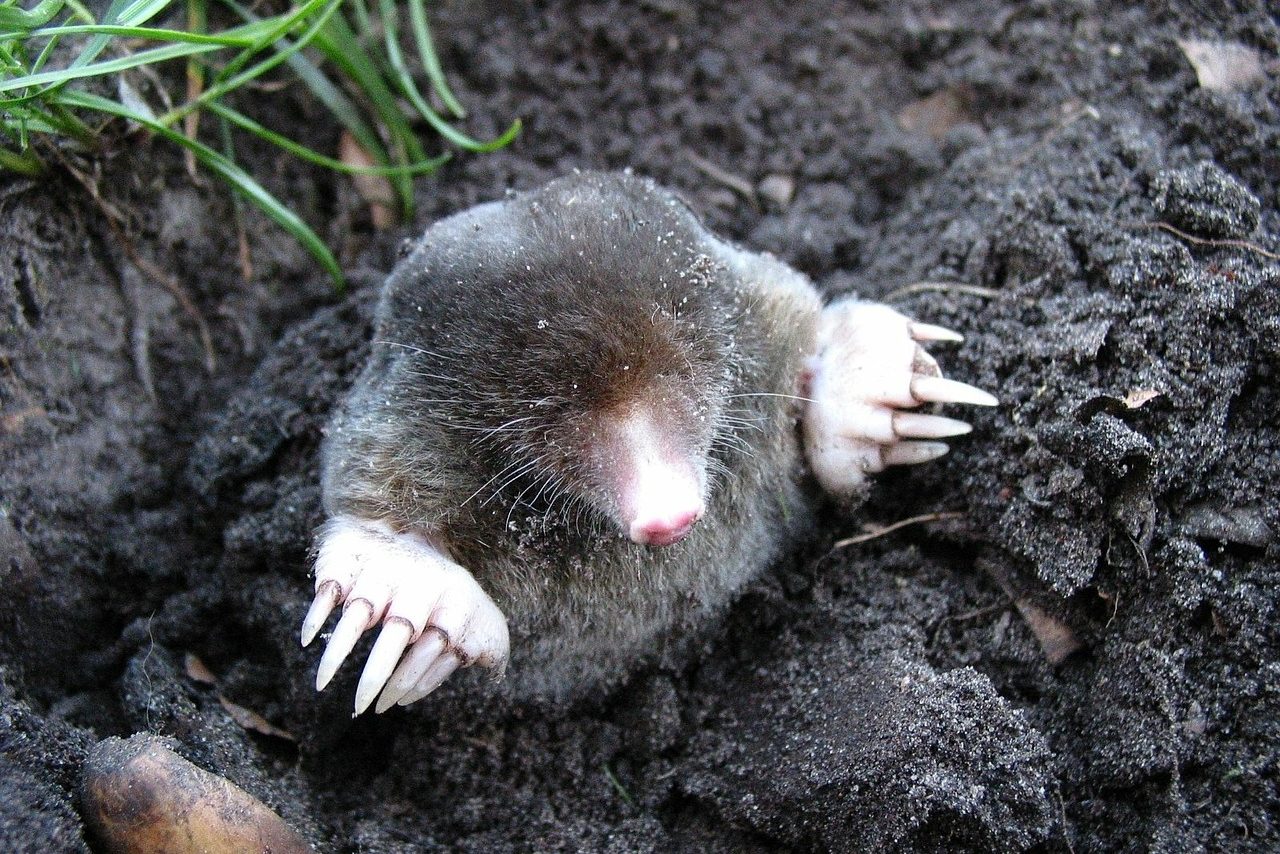 A mole emerging from a hole
