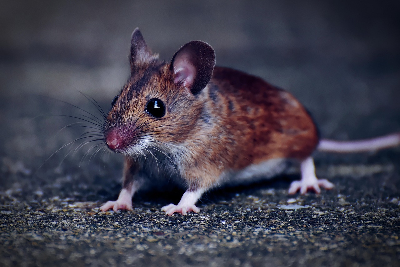 Closeup of a wood mouse