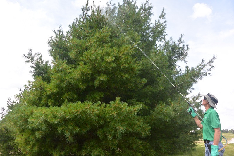 Green Valley employee spraying coniferous tree